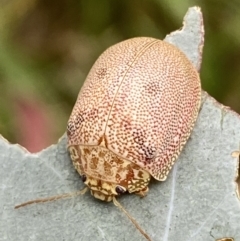 Paropsis atomaria (Eucalyptus leaf beetle) at Jerrabomberra, NSW - 4 Mar 2022 by Steve_Bok