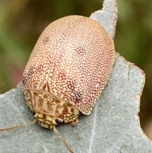 Paropsis atomaria at Jerrabomberra, NSW - 4 Mar 2022