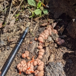 Lycogala epidendrum (Complex) at Fyshwick, ACT - 4 Mar 2022 01:34 PM