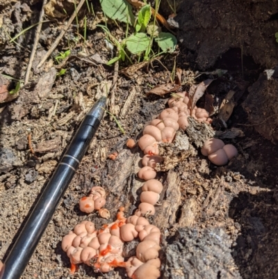 Lycogala epidendrum (Wolf's milk) at Fyshwick, ACT - 4 Mar 2022 by SusanneG