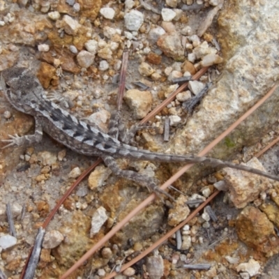 Amphibolurus muricatus (Jacky Lizard) at Tralee, NSW - 10 Feb 2021 by RomanSoroka