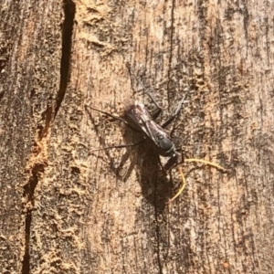 Fabriogenia sp. (genus) at Aranda, ACT - 3 Mar 2022