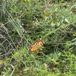 Oreixenica lathoniella at Tennent, ACT - 4 Mar 2022