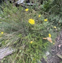 Oreixenica lathoniella at Tennent, ACT - 4 Mar 2022