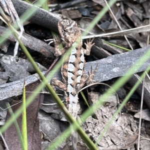 Rankinia diemensis at Cotter River, ACT - 4 Mar 2022