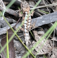 Rankinia diemensis at Cotter River, ACT - 4 Mar 2022