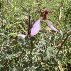 Eriochilus magenteus (Magenta Autumn Orchid) at Tennent, ACT - 4 Mar 2022 by SimoneC