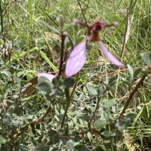 Eriochilus magenteus at Tennent, ACT - suppressed