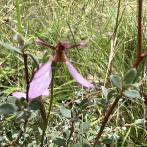 Eriochilus magenteus at Tennent, ACT - 4 Mar 2022