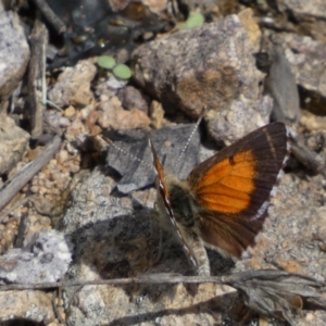 Lucia limbaria at Googong, NSW - 3 Mar 2022