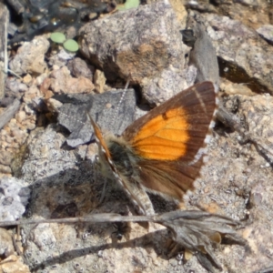 Lucia limbaria at Googong, NSW - 3 Mar 2022