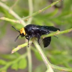 Scolia (Discolia) verticalis (Yellow-headed hairy flower wasp) at Murrumbateman, NSW - 3 Mar 2022 by SimoneC