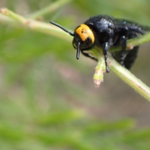 Scolia (Discolia) verticalis at Murrumbateman, NSW - 3 Mar 2022