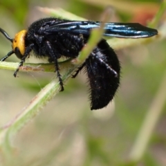 Scolia (Discolia) verticalis at Murrumbateman, NSW - 3 Mar 2022