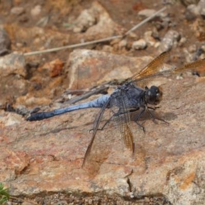 Orthetrum caledonicum (Blue Skimmer) at Googong, NSW - 3 Mar 2022 by Steve_Bok