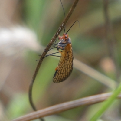 Chorista australis (Autumn scorpion fly) at Jerrabomberra, NSW - 4 Mar 2022 by Steve_Bok