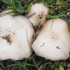 Agaricus sp. (Agaricus) at Googong, NSW - 3 Mar 2022 by WHall