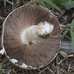 Agaricus sp. at Googong, NSW - 3 Mar 2022