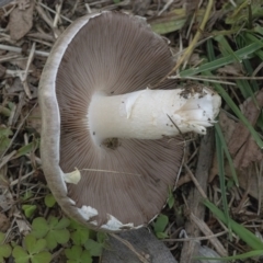 Agaricus sp. at Googong, NSW - 3 Mar 2022 03:24 PM