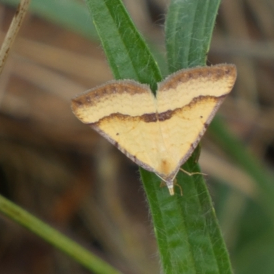 Anachloris subochraria (Golden Grass Carpet) at Jerrabomberra, NSW - 4 Mar 2022 by Steve_Bok