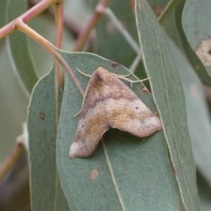 Mnesampela privata at Jerrabomberra, NSW - 4 Mar 2022