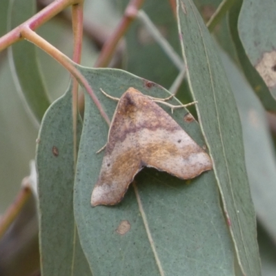 Mnesampela privata (Autumn Gum Moth) at Jerrabomberra, NSW - 4 Mar 2022 by SteveBorkowskis