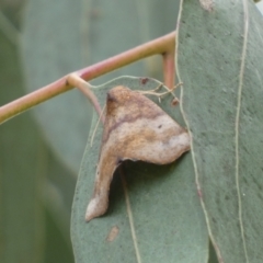 Mnesampela privata at Jerrabomberra, NSW - 4 Mar 2022