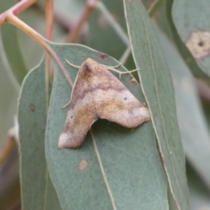 Mnesampela privata at Jerrabomberra, NSW - 4 Mar 2022