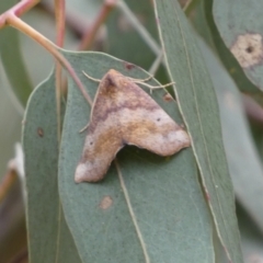 Mnesampela privata at Jerrabomberra, NSW - 4 Mar 2022