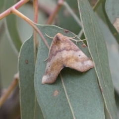 Mnesampela privata at Jerrabomberra, NSW - 4 Mar 2022 12:11 PM