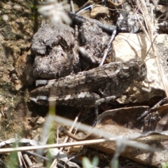 Peakesia hospita (Common Peakesia Grasshopper) at Jerrabomberra, NSW - 4 Mar 2022 by SteveBorkowskis