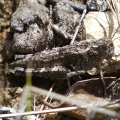 Peakesia hospita at Jerrabomberra, NSW - 4 Mar 2022 12:57 PM