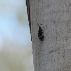 Porismus strigatus at Jerrabomberra, NSW - 4 Mar 2022 01:01 PM