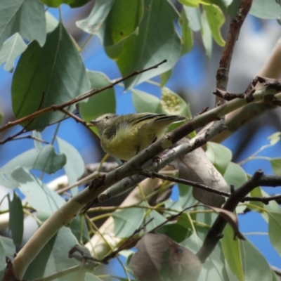 Smicrornis brevirostris (Weebill) at Jerrabomberra, NSW - 4 Mar 2022 by Steve_Bok