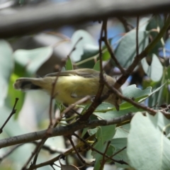 Smicrornis brevirostris at Jerrabomberra, NSW - 4 Mar 2022