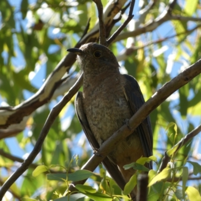 Cacomantis flabelliformis (Fan-tailed Cuckoo) at Jerrabomberra, NSW - 4 Mar 2022 by Steve_Bok