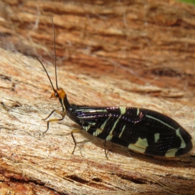 Porismus strigatus (Pied Lacewing) at Watson, ACT - 4 Mar 2022 by Christine