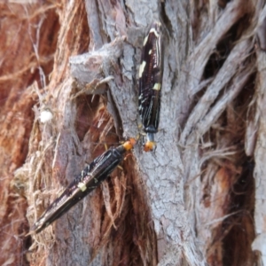 Porismus strigatus at Watson, ACT - 4 Mar 2022