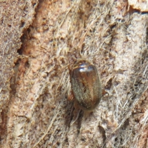 Scirtes sp. at suppressed - suppressed