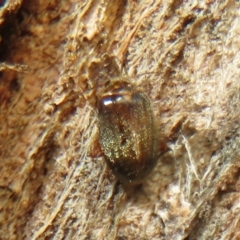 Scirtes sp. at suppressed - suppressed