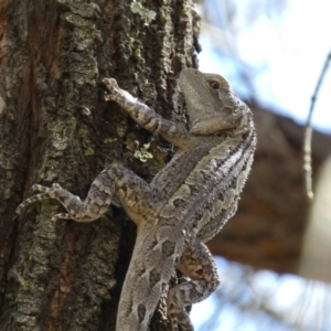 Amphibolurus muricatus at Jerrabomberra, NSW - 4 Mar 2022