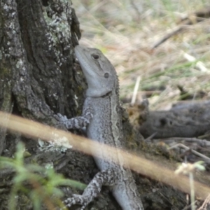 Amphibolurus muricatus at Jerrabomberra, NSW - 4 Mar 2022 03:00 PM