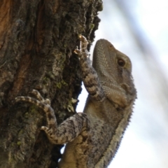 Amphibolurus muricatus at Jerrabomberra, NSW - 4 Mar 2022