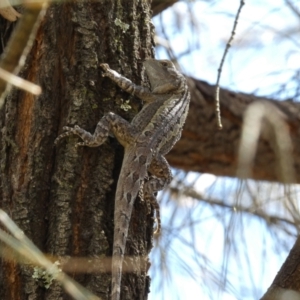 Amphibolurus muricatus at Jerrabomberra, NSW - 4 Mar 2022