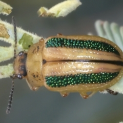 Calomela vittata (Acacia leaf beetle) at Throsby, ACT - 3 Mar 2022 by jb2602