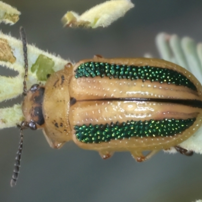 Calomela vittata (Acacia leaf beetle) at Throsby, ACT - 4 Mar 2022 by jb2602