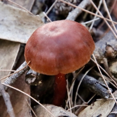 Unidentified Cup or disk - with no 'eggs' at Moruya, NSW - 4 Mar 2022 by LisaH