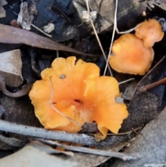 Cantharellus concinnus (Pink Chantarelle) at Moruya, NSW - 4 Mar 2022 by LisaH