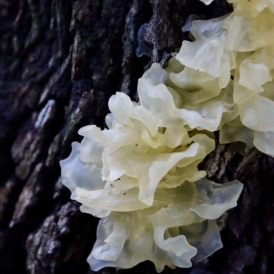 Unidentified Convoluted to brain-like [Brain jelly & look-alikes]  at Moruya, NSW - 4 Mar 2022 by LisaH