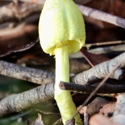 Leucocoprinus birnbaumii (Plantpot Dapperling) at Moruya, NSW - 4 Mar 2022 by LisaH